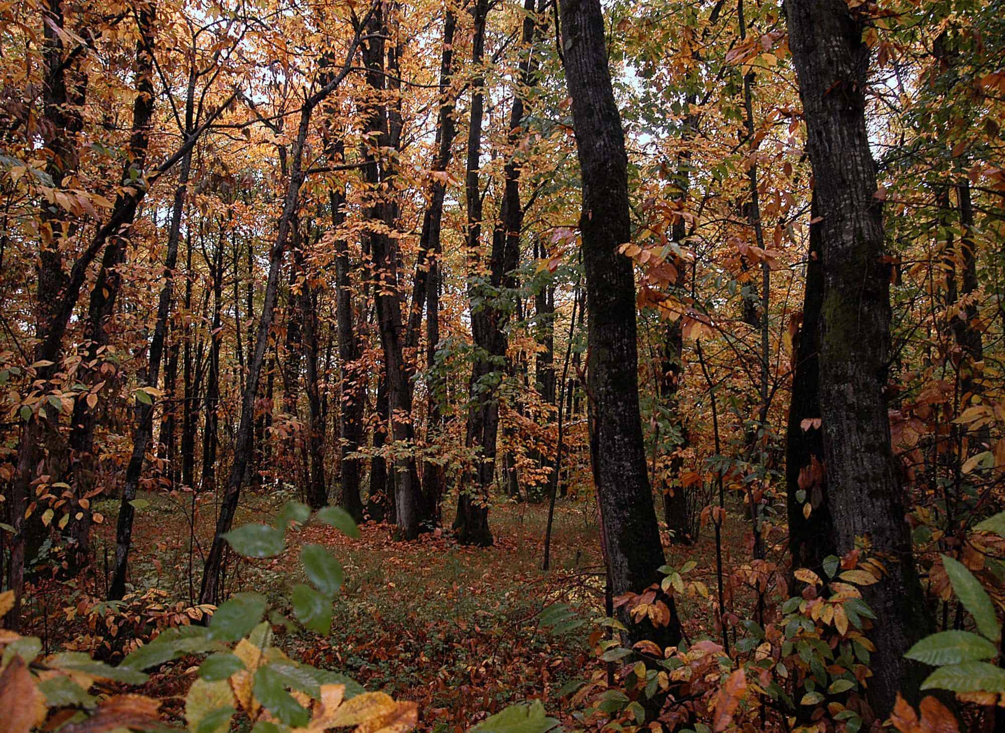 The forest ring