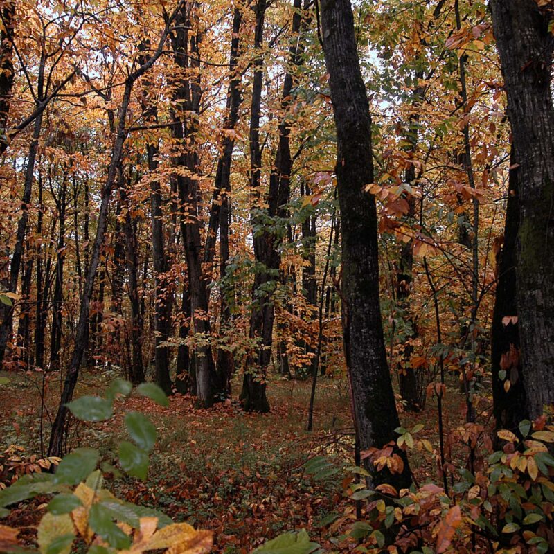 The forest ring