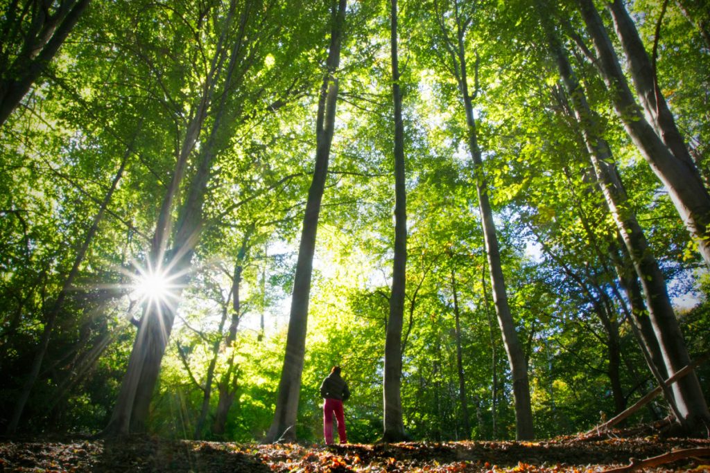 La Forest Therapy a Fiuggi